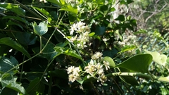 Clematis vitalba
