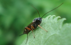 Pimpla turionellae