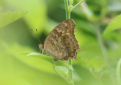 Junonia lemonias