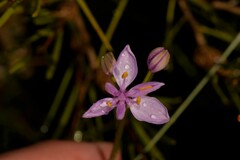 Burchardia rosea