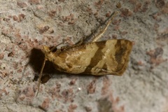 Phalonidia contractana