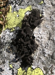 Umbilicaria