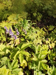 Aconitum volubile