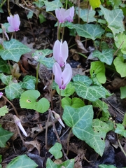 Cyclamen hederifolium