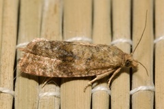 Celypha striana