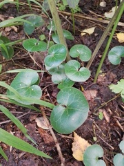 Asarum europaeum