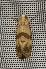 Phalonidia contractana