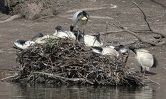 Threskiornis molucca