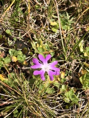 Primula minima