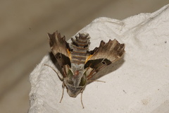 Proserpinus proserpina