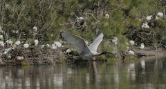 Threskiornis molucca