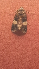 Tyta luctuosa