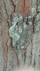 Phaeophyscia orbicularis