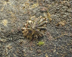 Siphonaria australis