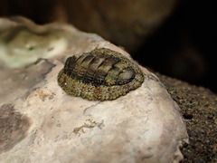 Sypharochiton pelliserpentis