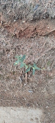 Lactuca serriola