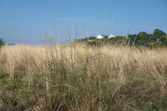 Thinopyrum elongatum