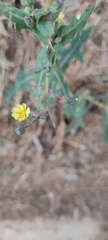 Lactuca serriola