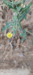 Lactuca serriola