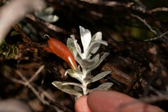 Eremophila glabra