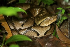 Amazonian Toad-Headed Pitviper photo 5