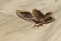 Saturnia pyri