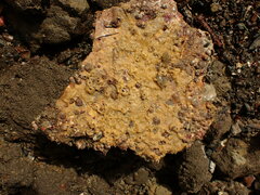 Sigapatella novaezelandiae