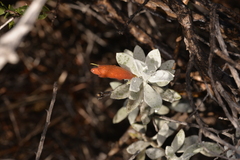 Eremophila glabra