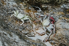 Grapsus adscensionis