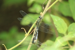 Orthetrum sabina