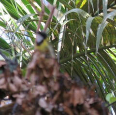 Pachycephala pectoralis