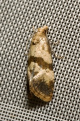 Phalonidia contractana