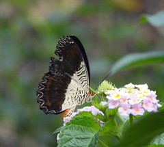 Cethosia lamarckii