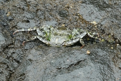 Grapsus adscensionis