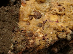 Sigapatella novaezelandiae