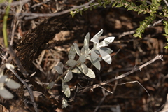 Eremophila glabra