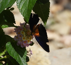 Cethosia lamarckii