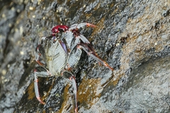 Grapsus adscensionis