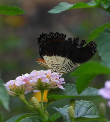 Cethosia lamarckii
