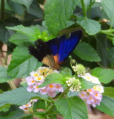 Cethosia lamarckii