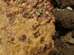 Sigapatella novaezelandiae