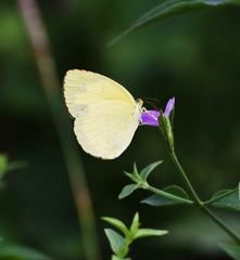 Eurema
