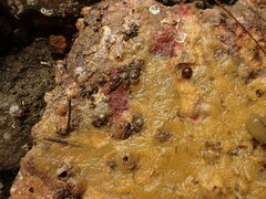 Sigapatella novaezelandiae