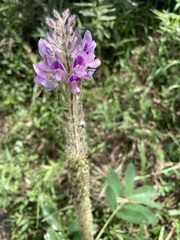 Uraria crinita