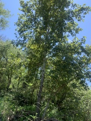 Platanus wrightii