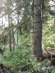Abies sibirica