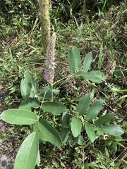 Uraria crinita