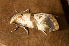 Phalonidia contractana