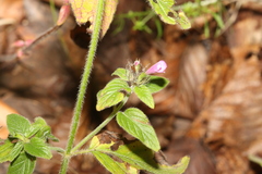 Clinopodium vulgare