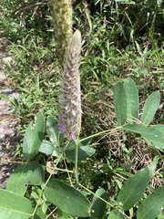 Uraria crinita